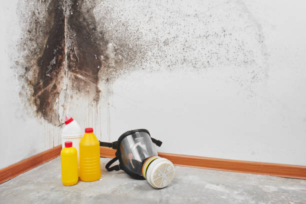 Professional Mold Removal in New Britain, CT