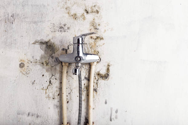 Best Mold Damage Repair  in New Britain, CT