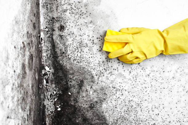 Best Attic Mold Removal  in New Britain, CT