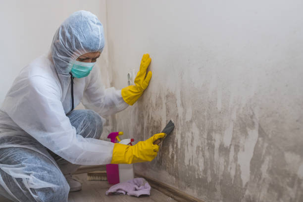 Best Mold Removal Company Near Me  in New Britain, CT