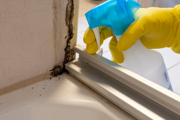Best Emergency Mold Removal  in New Britain, CT