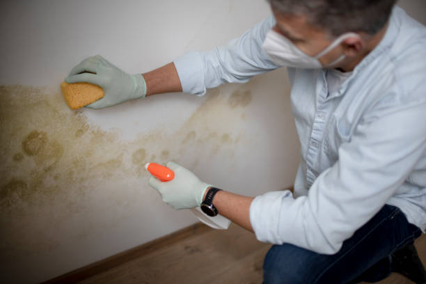 Best Mold Remediation  in New Britain, CT