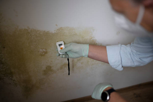 Best Black Mold Removal  in New Britain, CT