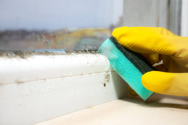 Best Toxic Mold Removal  in New Britain, CT