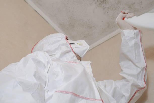 Best Home Mold Removal  in New Britain, CT