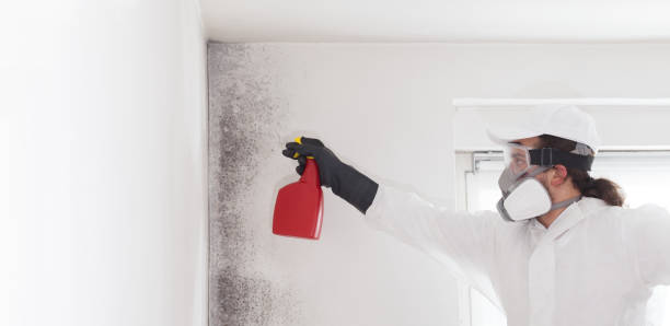 Best Certified Mold Removal  in New Britain, CT