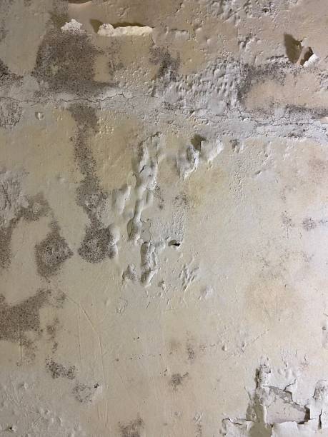 Best Toxic Mold Removal  in New Britain, CT