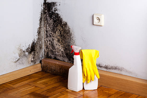 Best Mold Removal Company Near Me  in New Britain, CT