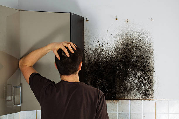Best Best Mold Removal Companies  in New Britain, CT