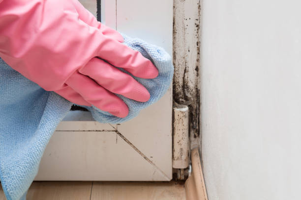 Best Crawl Space Mold Removal  in New Britain, CT