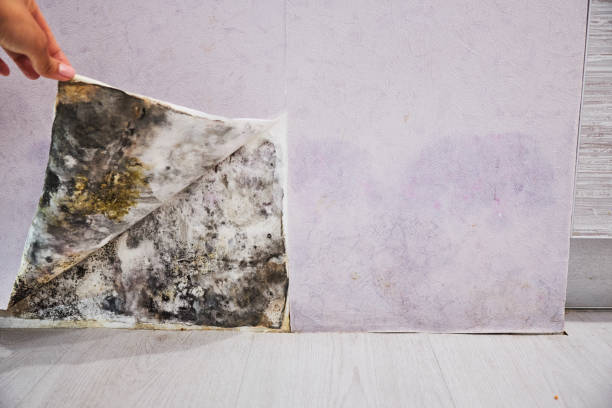 Best Crawl Space Mold Removal  in New Britain, CT